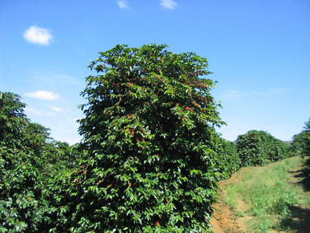 コーヒーの木
